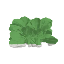Baby size at week 37: about the size of a bunch of Swiss chard